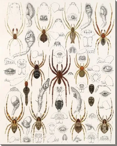 Картина Пауки Арахнида Акаридея (1879-1915) №51