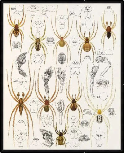 Картина Пауки Арахнида Акаридея (1879-1915) №52