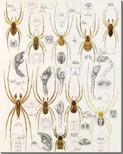 Картина Пауки Арахнида Акаридея (1879-1915) №52