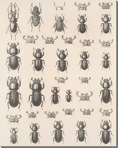 Картина Жуки (1879-1915) №1