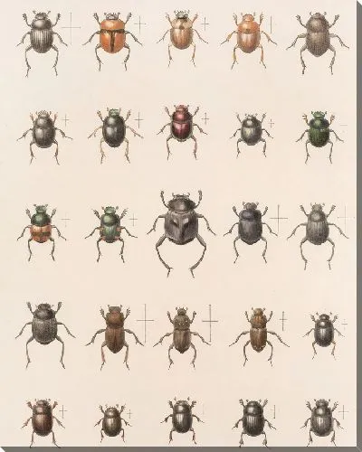 Картина Жуки (1879-1915) №2