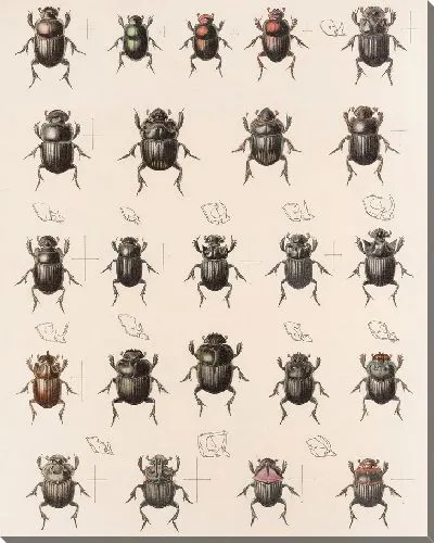 Картина Жуки (1879-1915) №3