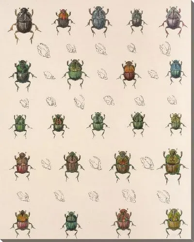 Картина Жуки (1879-1915) №4