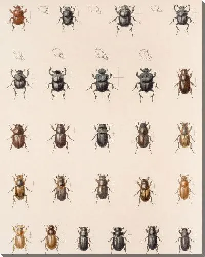 Картина Жуки (1879-1915) №6