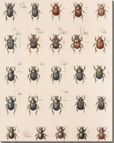 Картина Жуки (1879-1915) №7