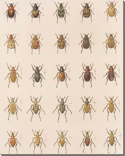 Картина Жуки (1879-1915) №8