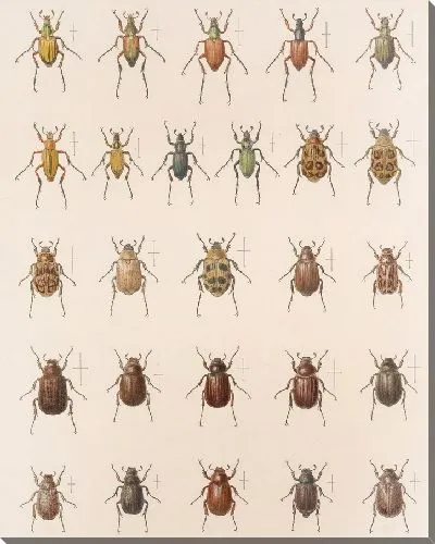 Картина Жуки (1879-1915) №9