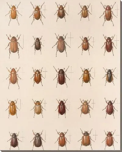 Картина Жуки (1879-1915) №10