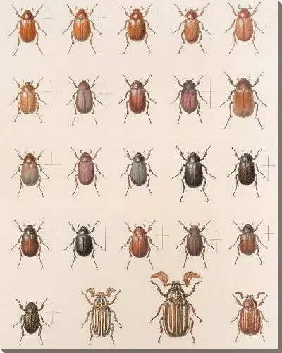 Картина Жуки (1879-1915) №11