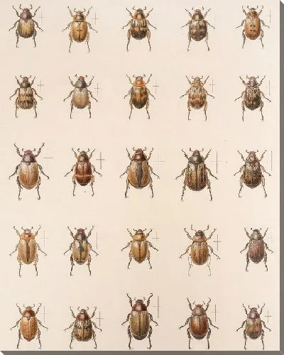 Картина Жуки (1879-1915) №12