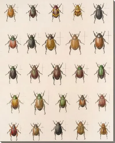 Картина Жуки (1879-1915) №13