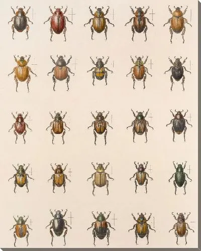 Картина Жуки (1879-1915) №14