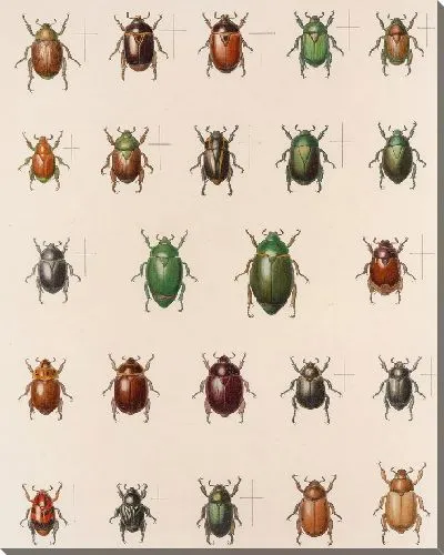 Картина Жуки (1879-1915) №15