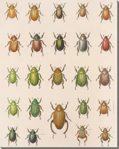 Картина Жуки (1879-1915) №16