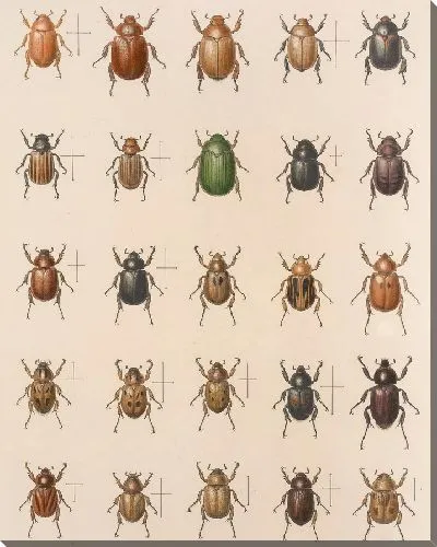 Картина Жуки (1879-1915) №17