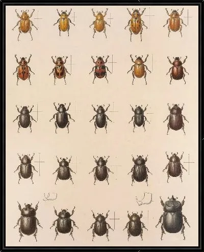 Картина Жуки (1879-1915) №18