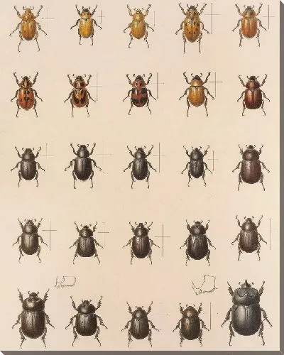 Картина Жуки (1879-1915) №18