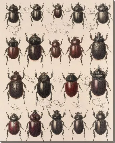 Картина Жуки (1879-1915) №19