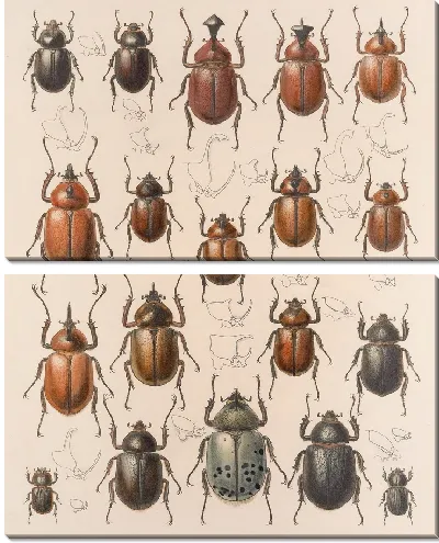 Картина Жуки (1879-1915) №20