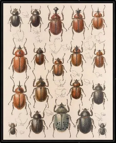 Картина Жуки (1879-1915) №20