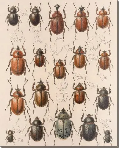 Картина Жуки (1879-1915) №20