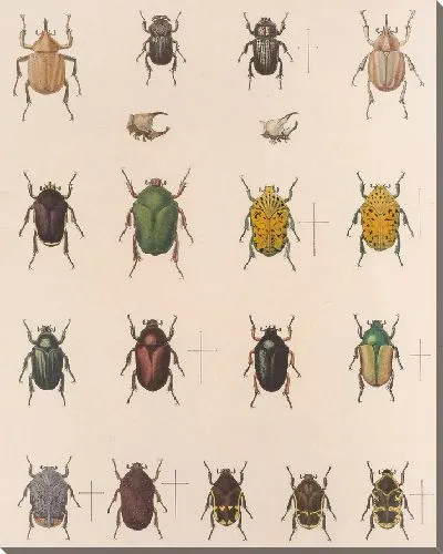 Картина Жуки (1879-1915) №21