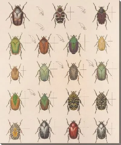 Картина Жуки (1879-1915) №22