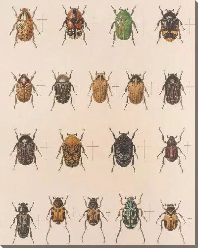 Картина Жуки (1879-1915) №23