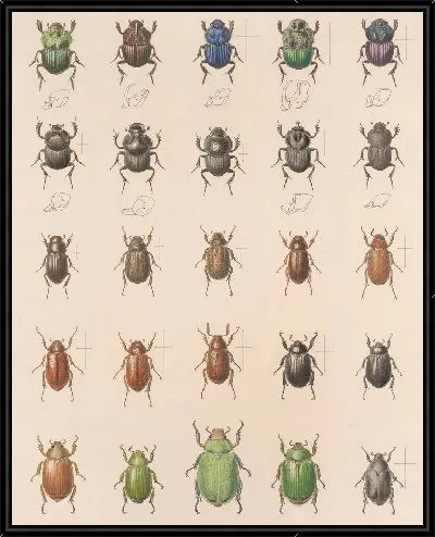 Картина Жуки (1879-1915) №24