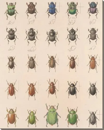 Картина Жуки (1879-1915) №24