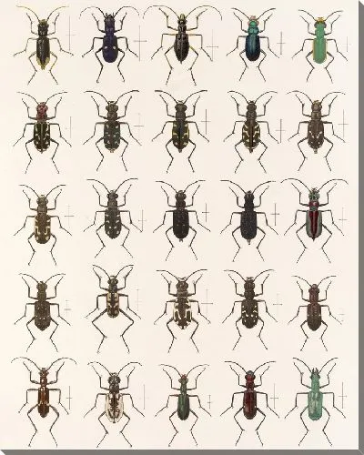 Картина Жуки (1879-1915) №25