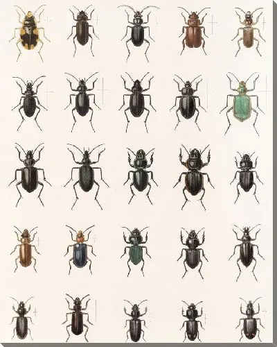 Картина Жуки (1879-1915) №26