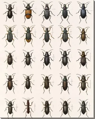 Картина Жуки (1879-1915) №27