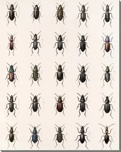 Картина Жуки (1879-1915) №28