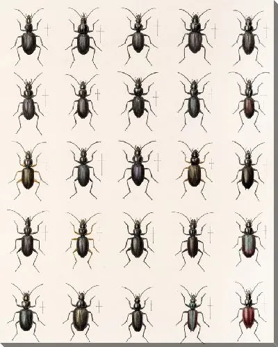 Картина Жуки (1879-1915) №29