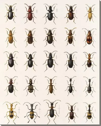 Картина Жуки (1879-1915) №30