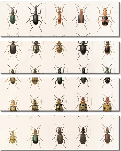 Картина Жуки (1879-1915) №31