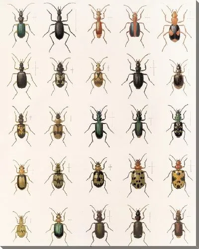 Картина Жуки (1879-1915) №31