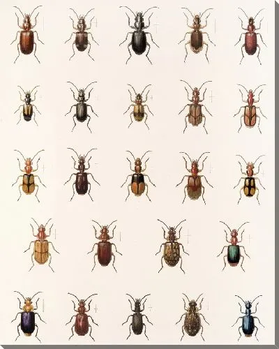 Картина Жуки (1879-1915) №32