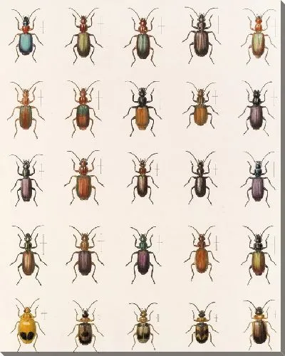 Картина Жуки (1879-1915) №33