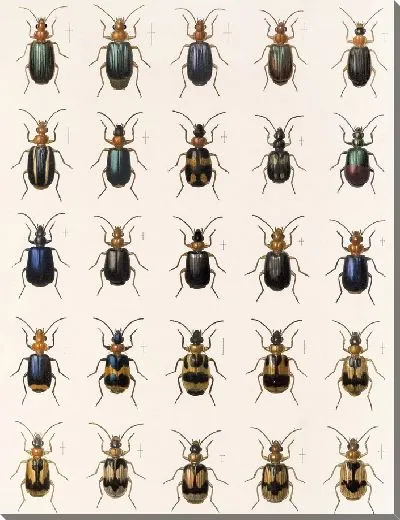 Картина Жуки (1879-1915) №34