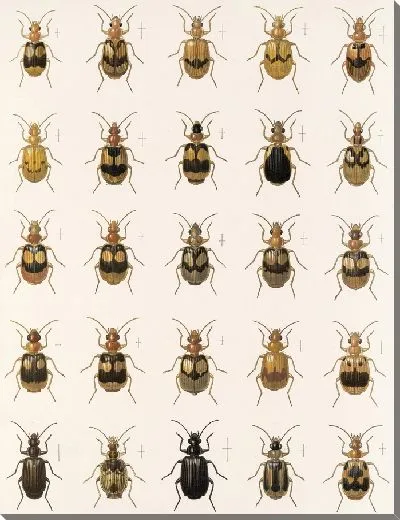 Картина Жуки (1879-1915) №35