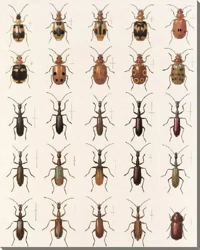 Картина Жуки (1879-1915) №36