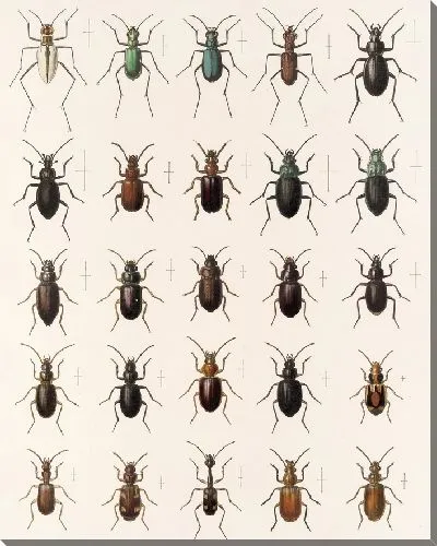 Картина Жуки (1879-1915) №37