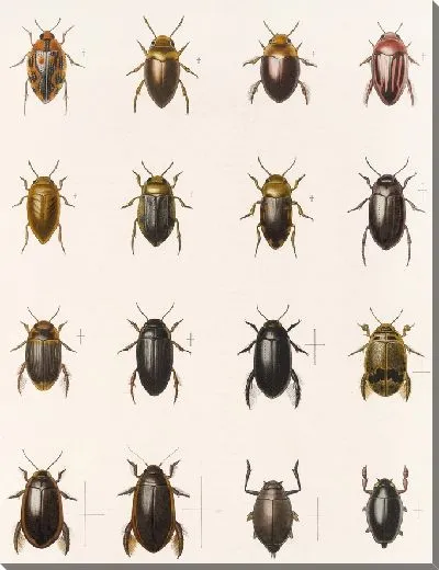 Картина Жуки (1879-1915) №38