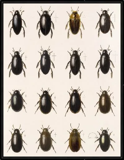 Картина Жуки (1879-1915) №39