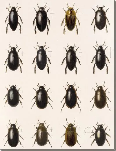 Картина Жуки (1879-1915) №39