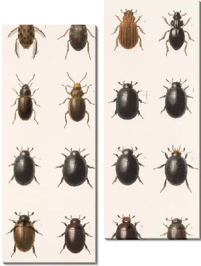 Картина Жуки (1879-1915) №40