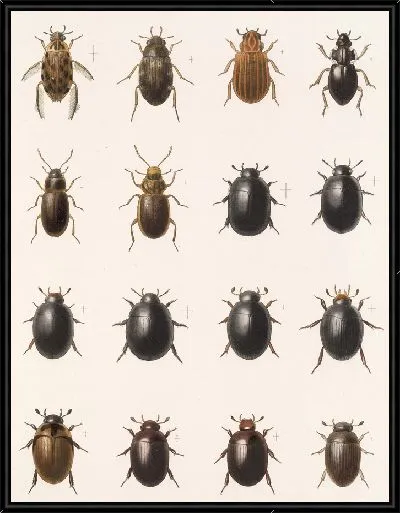 Картина Жуки (1879-1915) №40