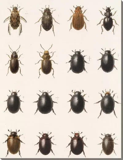 Картина Жуки (1879-1915) №40